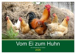 Vom Ei zum Huhn. Die Entwicklung von Küken (Wandkalender 2026 DIN A4 quer), CALVENDO Monatskalender