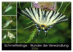 Cover Schmetterlinge - Wunder der Verwandlung (Wandkalender 2026 DIN A3 quer), CALVENDO Monatskalender