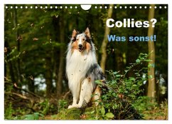 Collies? Was sonst! (Wandkalender 2026 DIN A4 quer), CALVENDO Monatskalender