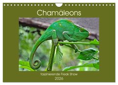 Chamäleons - faszinierende Freak Show (Wandkalender 2026 DIN A4 quer), CALVENDO Monatskalender Chamäleons - faszinierende Freak Show (Wandkalender 2026 DIN A4 quer), CALVENDO Monatskalender