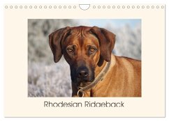 Cover Rhodesian Ridgeback Power aus Südafrika (Wandkalender 2026 DIN A4 quer), CALVENDO Monatskalender