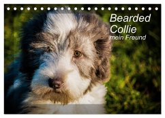 Bearded Collie, mein Freund (Tischkalender 2026 DIN A5 quer), CALVENDO Monatskalender