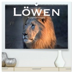 Löwen. Die Könige Afrikas (hochwertiger Premium Wandkalender 2026 DIN A2 quer), Kunstdruck in Hochglanz