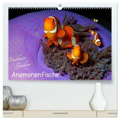 Cover Anemonenfische - Streitbare Gesellen (hochwertiger Premium Wandkalender 2026 DIN A2 quer), Kunstdruck in Hochglanz
