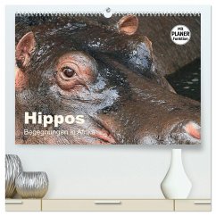 Hippos - Begegnungen in Afrika (hochwertiger Premium Wandkalender 2026 DIN A2 quer), Kunstdruck in Hochglanz