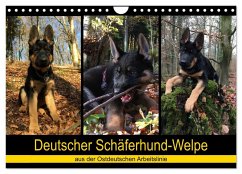 Deutscher Schäferhund-Welpe - aus der Ostdeutschen Arbeitslinie (Wandkalender 2026 DIN A4 quer), CALVENDO Monatskalender Deutscher Schäferhund-Welpe - aus der Ostdeutschen Arbeitslinie (Wandkalender 2026 DIN A4 quer), CALVENDO Monatskalender