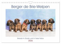 Berger de Brie - Welpen (Wandkalender 2026 DIN A4 quer), CALVENDO Monatskalender Berger de Brie - Welpen (Wandkalender 2026 DIN A4 quer), CALVENDO Monatskalender