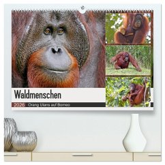 Waldmenschen - Orang Utans auf Borneo (hochwertiger Premium Wandkalender 2026 DIN A2 quer), Kunstdruck in Hochglanz