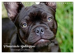 Cover Französische Bulldoggen - Schutzengel auf 4 Pfoten (Wandkalender 2026 DIN A4 quer), CALVENDO Monatskalender