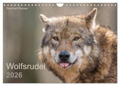 Cover Wolfsrudel (Wandkalender 2026 DIN A4 quer), CALVENDO Monatskalender