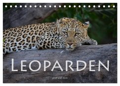 Leoparden - groß und klein (Tischkalender 2026 DIN A5 quer), CALVENDO Monatskalender