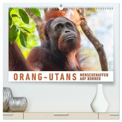 Orang-Utans Menschenaffen auf Borneo (hochwertiger Premium Wandkalender 2026 DIN A2 quer), Kunstdruck in Hochglanz
