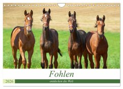 Cover Fohlen entdecken die Welt (Wandkalender 2026 DIN A4 quer), CALVENDO Monatskalender