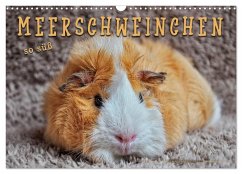 Meerschweinchen - so süß (Wandkalender 2026 DIN A3 quer), CALVENDO Monatskalender