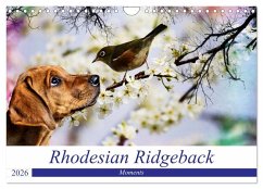 Rhodesian Ridgeback - Moments (Wandkalender 2026 DIN A4 quer), CALVENDO Monatskalender