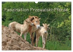 Faszination Przewalski-Pferde (Wandkalender 2026 DIN A3 quer), CALVENDO Monatskalender