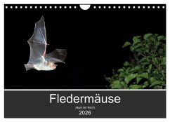 Fledermäuse - Jäger der Nacht (Wandkalender 2026 DIN A4 quer), CALVENDO Monatskalender