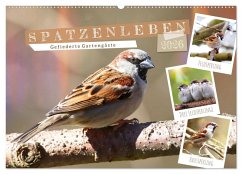 Gefiederte Gartengäste, Spatzenleben (Wandkalender 2026 DIN A2 quer), CALVENDO Monatskalender