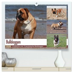 Bulldoggen - Englische und Französische Bulldoggen (hochwertiger Premium Wandkalender 2026 DIN A2 quer), Kunstdruck in Hochglanz Bulldoggen - Englische und Französische Bulldoggen (hochwertiger Premium Wandkalender 2026 DIN A2 quer), Kunstdruck in Hochglanz