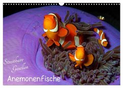 Cover Anemonenfische - Streitbare Gesellen (Wandkalender 2026 DIN A3 quer), CALVENDO Monatskalender