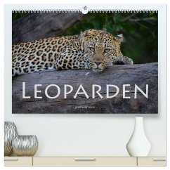 Leoparden - groß und klein (hochwertiger Premium Wandkalender 2026 DIN A2 quer), Kunstdruck in Hochglanz