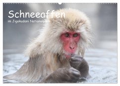 Schneeaffen im Jigokudani Nationalpark (Wandkalender 2026 DIN A2 quer), CALVENDO Monatskalender Schneeaffen im Jigokudani Nationalpark (Wandkalender 2026 DIN A2 quer), CALVENDO Monatskalender