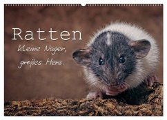 Ratten. Kleine Nager, großes Herz. (Wandkalender 2026 DIN A2 quer), CALVENDO Monatskalender Ratten. Kleine Nager, großes Herz. (Wandkalender 2026 DIN A2 quer), CALVENDO Monatskalender