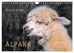 Cover Alpaka Gesichter (Wandkalender 2026 DIN A4 quer), CALVENDO Monatskalender