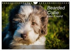 Bearded Collie, mein Freund (Wandkalender 2026 DIN A4 quer), CALVENDO Monatskalender Bearded Collie, mein Freund (Wandkalender 2026 DIN A4 quer), CALVENDO Monatskalender