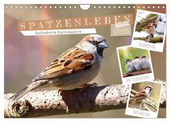 Gefiederte Gartengäste, Spatzenleben (Wandkalender 2026 DIN A4 quer), CALVENDO Monatskalender