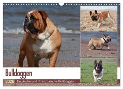 Bulldoggen - Englische und Französische Bulldoggen (Wandkalender 2026 DIN A3 quer), CALVENDO Monatskalender Bulldoggen - Englische und Französische Bulldoggen (Wandkalender 2026 DIN A3 quer), CALVENDO Monatskalender
