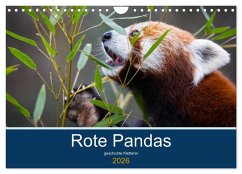 Cover Rote Pandas - geschickte Kletterer (Wandkalender 2026 DIN A4 quer), CALVENDO Monatskalender
