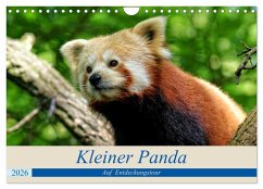Cover Kleiner Panda auf Entdeckungstour (Wandkalender 2026 DIN A4 quer), CALVENDO Monatskalender