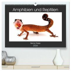 Amphibien und Reptilien (hochwertiger Premium Wandkalender 2026 DIN A2 quer), Kunstdruck in Hochglanz Amphibien und Reptilien (hochwertiger Premium Wandkalender 2026 DIN A2 quer), Kunstdruck in Hochglanz