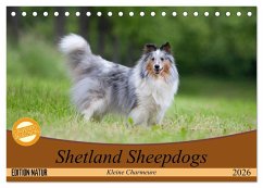 Shetland Sheepdogs - Kleine Charmeure (Tischkalender 2026 DIN A5 quer), CALVENDO Monatskalender Shetland Sheepdogs - Kleine Charmeure (Tischkalender 2026 DIN A5 quer), CALVENDO Monatskalender