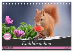 Cover Eichhörnchen Momentaufnahmen fürs Herz (Tischkalender 2026 DIN A5 quer), CALVENDO Monatskalender