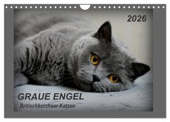 GRAUE ENGEL Britischkurzhaar-Katzen (Wandkalender 2026 DIN A4 quer), CALVENDO Monatskalender