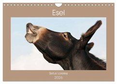 Cover Esel - Sixtus Loreley (Wandkalender 2026 DIN A4 quer), CALVENDO Monatskalender