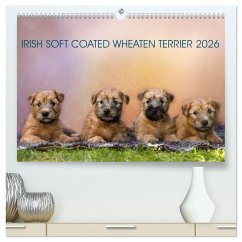IRISH SOFT COATED WHEATEN TERRIER 2026 (hochwertiger Premium Wandkalender 2026 DIN A2 quer), Kunstdruck in Hochglanz