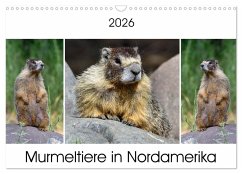 Cover Murmeltiere in Nordamerika (Wandkalender 2026 DIN A3 quer), CALVENDO Monatskalender