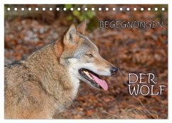Begegnungen DER WOLF (Tischkalender 2026 DIN A5 quer), CALVENDO Monatskalender Begegnungen DER WOLF (Tischkalender 2026 DIN A5 quer), CALVENDO Monatskalender