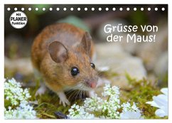 Grüsse von der Maus! (Tischkalender 2026 DIN A5 quer), CALVENDO Monatskalender Grüsse von der Maus! (Tischkalender 2026 DIN A5 quer), CALVENDO Monatskalender
