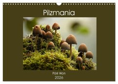 Pilzmania (Wandkalender 2026 DIN A3 quer), CALVENDO Monatskalender