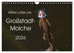 Mitten unter uns - Großstadt-Molche (Wandkalender 2026 DIN A4 quer), CALVENDO Monatskalender Mitten unter uns - Großstadt-Molche (Wandkalender 2026 DIN A4 quer), CALVENDO Monatskalender