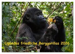 Cover Ugandas friedliche Berggorillas (Tischkalender 2026 DIN A5 quer), CALVENDO Monatskalender