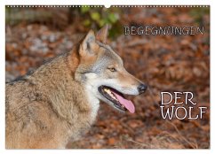 Begegnungen DER WOLF (Wandkalender 2026 DIN A2 quer), CALVENDO Monatskalender Begegnungen DER WOLF (Wandkalender 2026 DIN A2 quer), CALVENDO Monatskalender