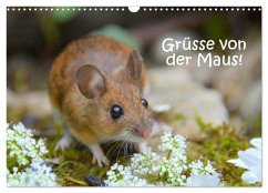 Grüsse von der Maus! (Wandkalender 2026 DIN A3 quer), CALVENDO Monatskalender Grüsse von der Maus! (Wandkalender 2026 DIN A3 quer), CALVENDO Monatskalender