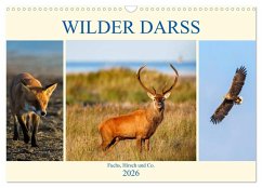 Wilder Darß - Fuchs, Hirsch und Co. 2026 (Wandkalender 2026 DIN A3 quer), CALVENDO Monatskalender