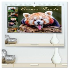 Kleiner Panda (hochwertiger Premium Wandkalender 2026 DIN A2 quer), Kunstdruck in Hochglanz