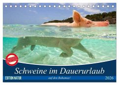 Cover Schweine im Dauerurlaub auf den Bahamas! (Tischkalender 2026 DIN A5 quer), CALVENDO Monatskalender